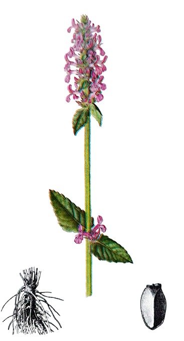 Bétoine Officinale